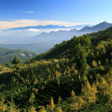大崙山銀杏林