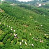 凍頂烏龍茶
