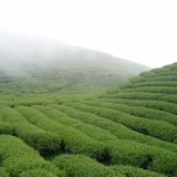 大崙山茶園
