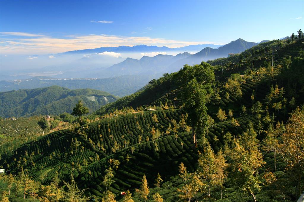 大崙山銀杏林