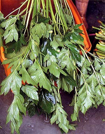 明日葉 明日葉