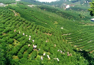 凍頂烏龍茶